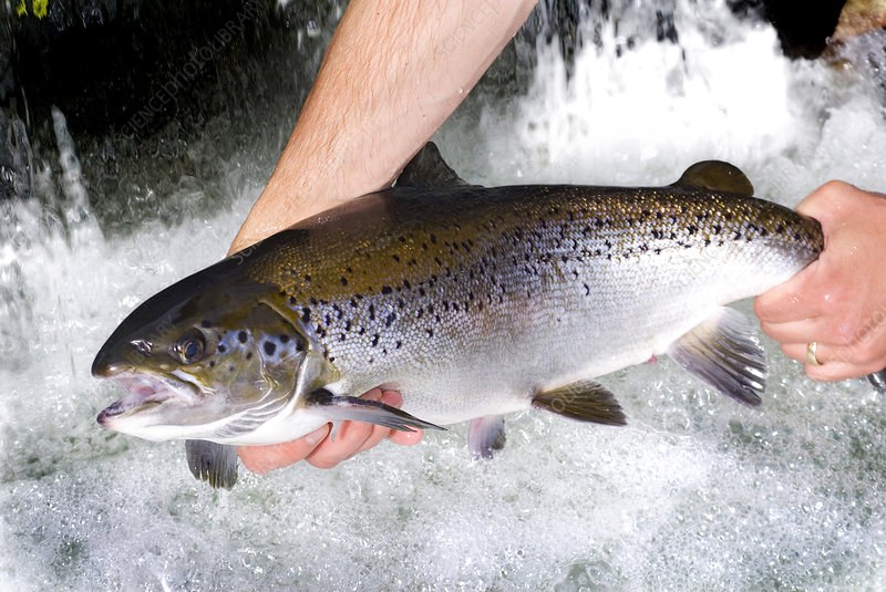 Atlantic Salmon & Finfish